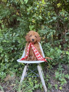 Red Diamond Scarf Boy- Micro Mini F1B Irishdoodle
