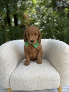 Green Bowtie Boy - Mini F1b