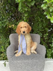 Lavender Girl- Standard F1 Irishdoodle