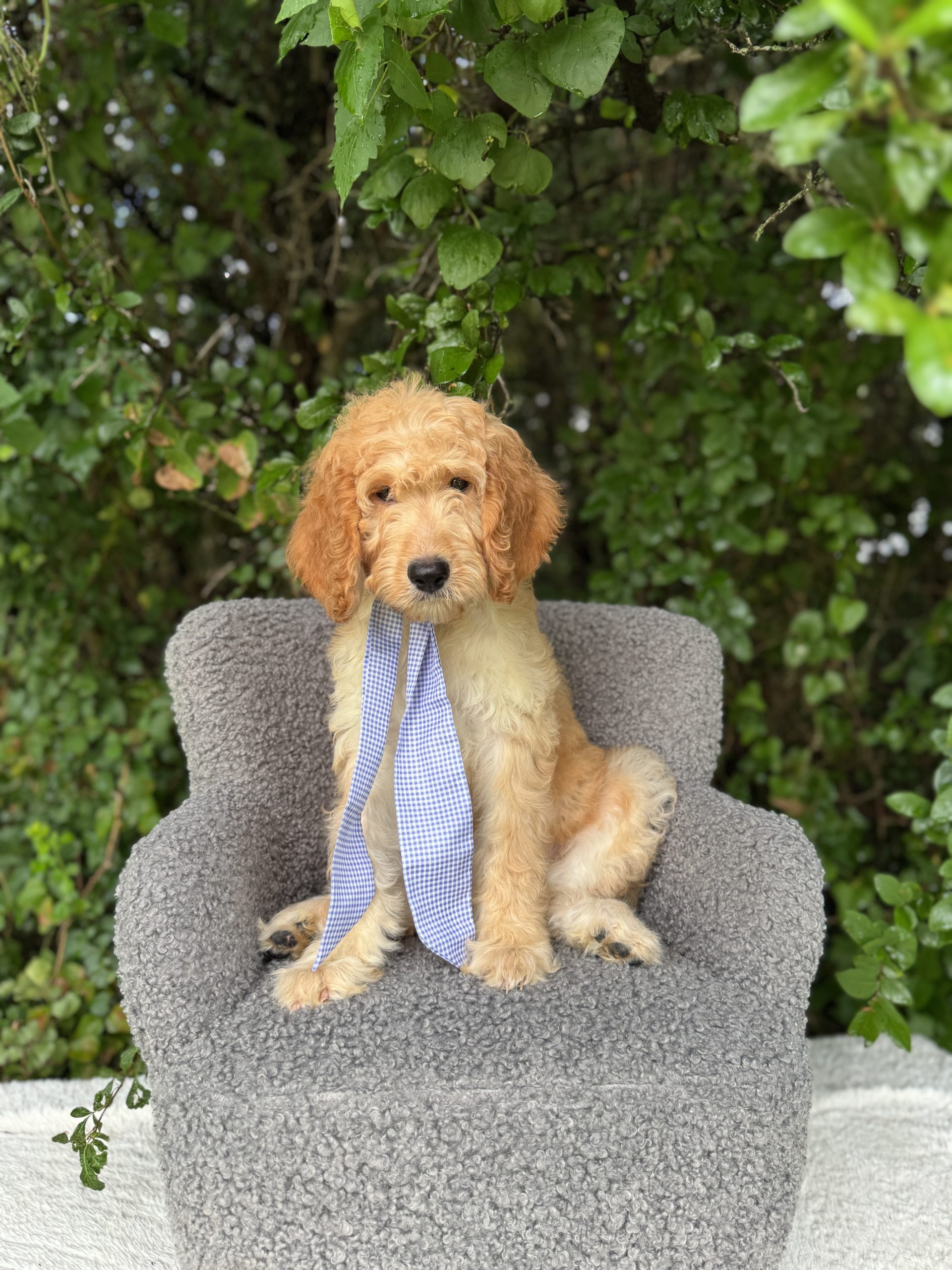 Lavender Girl- Standard F1 Irishdoodle