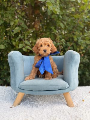 Blue Bow Boy- Micro Mini F1B