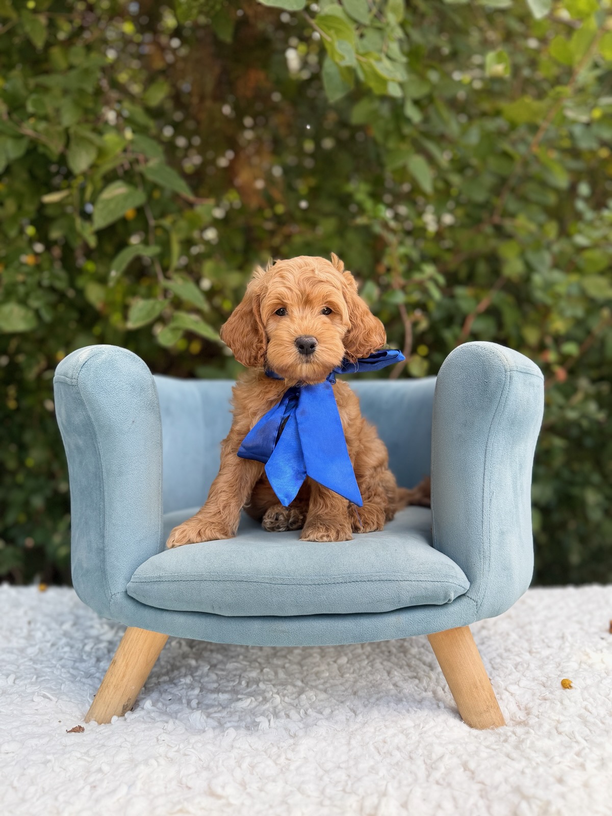 Blue Bow Boy- Micro Mini F1B