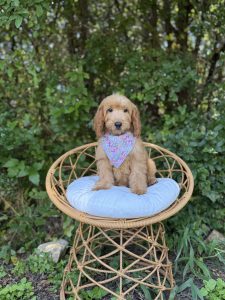 Purple Flower Girl - Mini F1b
