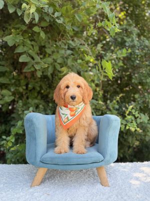 Orange Bandana Girl- Mini F1b