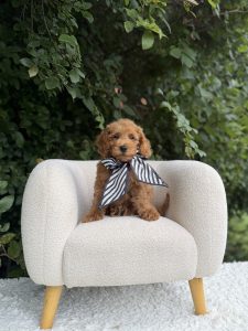 Black & White Stripes Boy- Micro Mini F1B