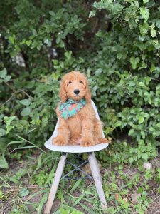 Green Plaid Bandana Boy- English Cream Mini F1B