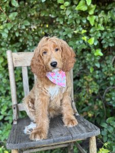 Pink Flower Girl- Standard F1 Irishdoodle