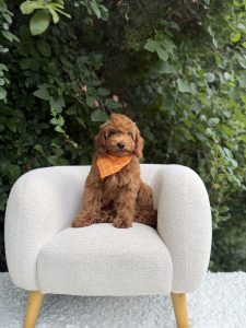 Orange Plaid Boy- Micro Mini F1B Irishdoodle