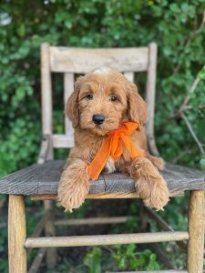 Orange Bow Boy- English Cream Mini F1B