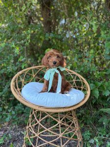 Teal Girl- English Cream Mini F1B