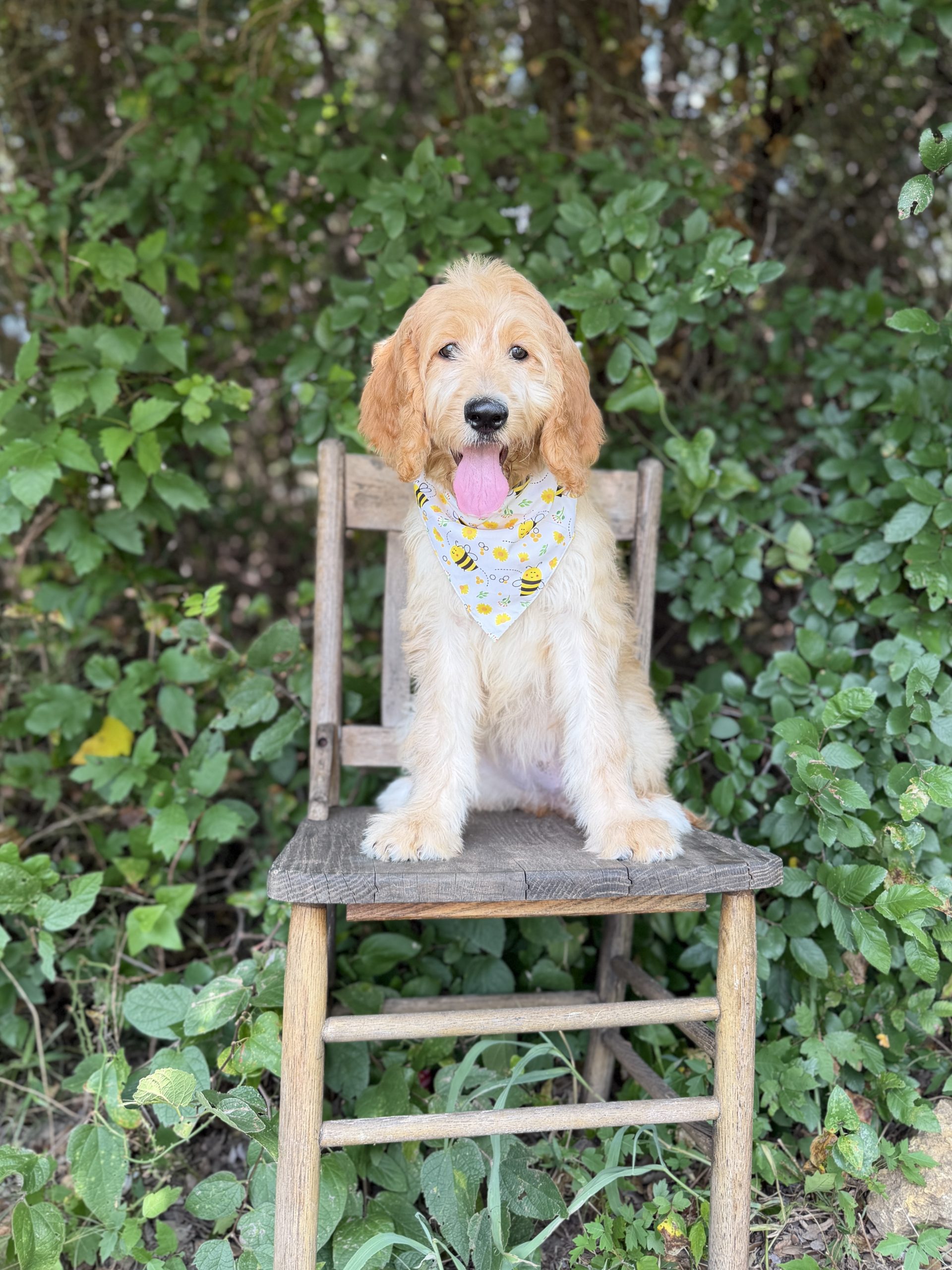 Bumblebee Bandana Girl- Standard F1 Irishdoodle
