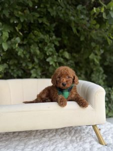 Green & Black Boy- Micro Mini F1B Irishdoodle