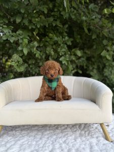 Kelly Green Boy- Micro Mini F1B Irishdoodle