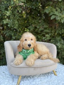 Kelly Green Boy- Mini F1b