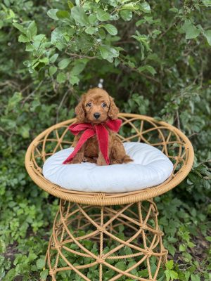 Red Bow Boy- Micro Mini F1B Irishdoodle