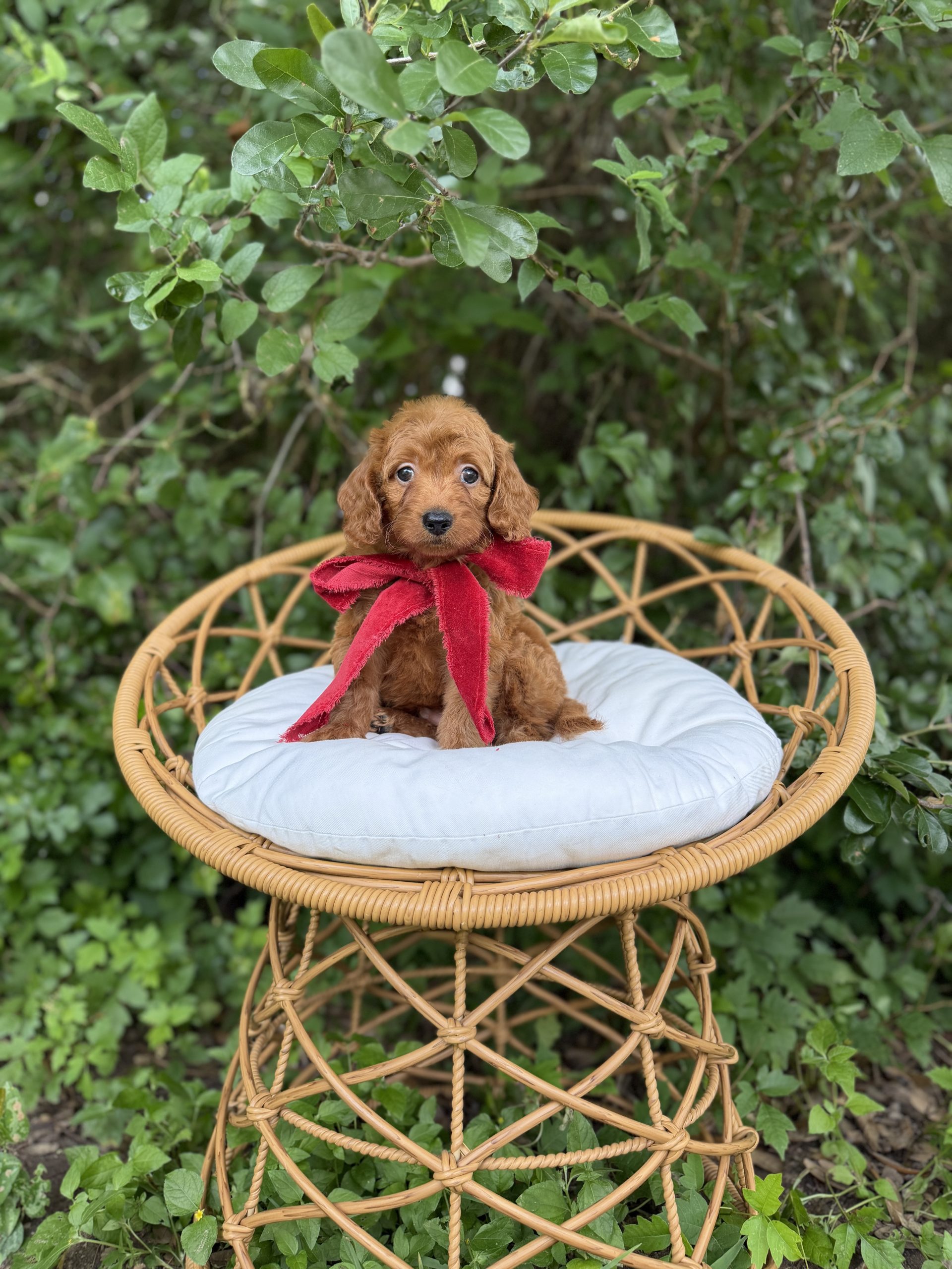 Red Bow Boy- Micro Mini F1B Irishdoodle
