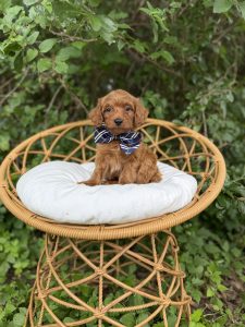 Navy Bowtie Boy- Micro Mini F1B Irishdoodle