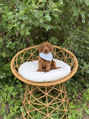 Light Blue Stripes Boy- Micro Mini F1B Irishdoodle