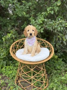 Purple Bandana Girl- Standard F1 Irishdoodle