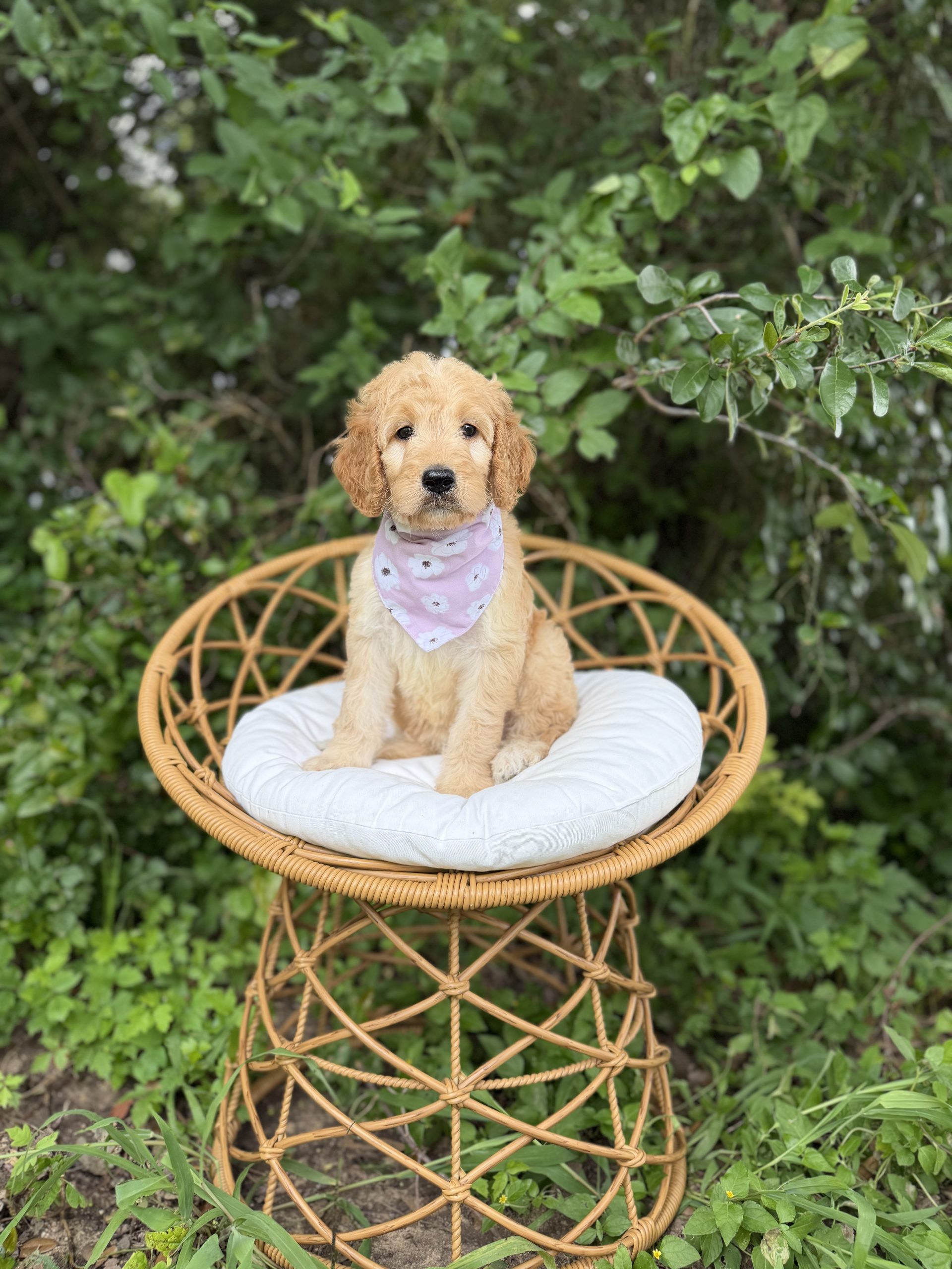 Purple Bandana Girl- Standard F1 Irishdoodle