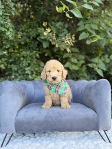 Green Plaid Boy- English Cream Mini F1B