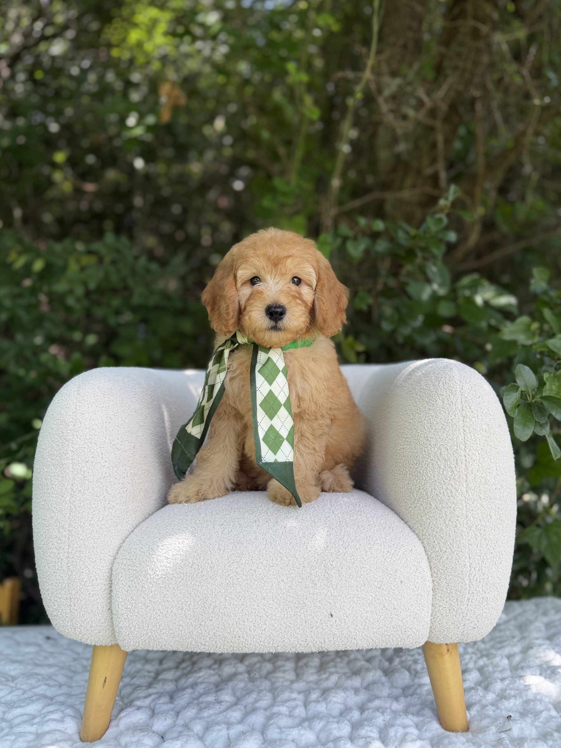 Green Diamond Boy - Mini F1b
