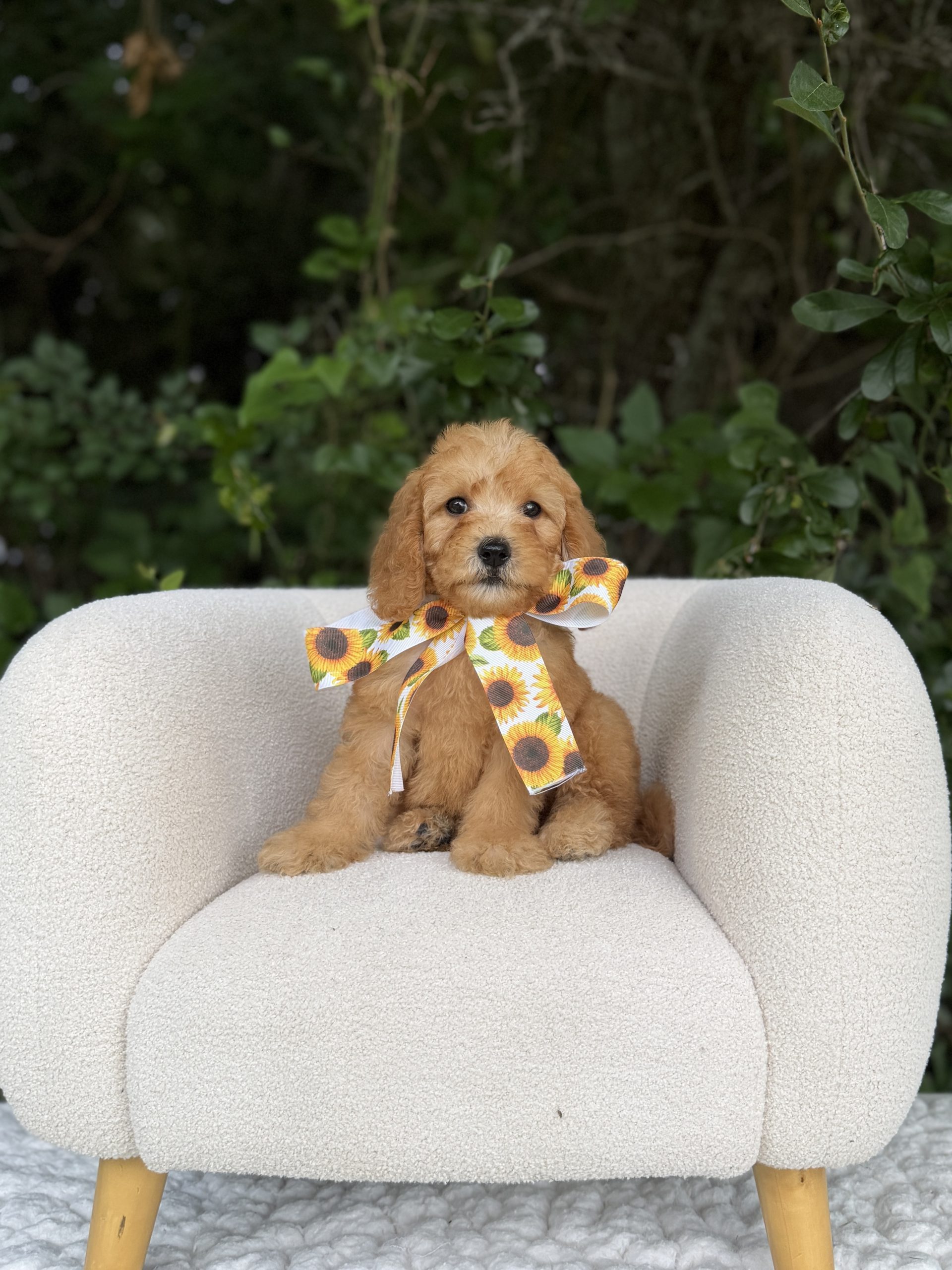 Sunflower Girl - Mini F1b