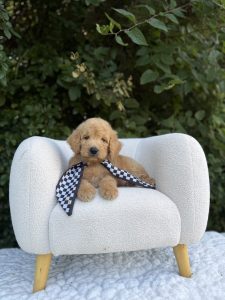 Black Checkered Boy- English Cream Mini F1B