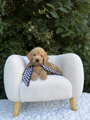 Black Checkered Boy- English Cream Mini F1B