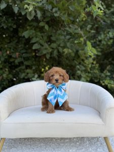 Blue Bow Girl- Micro Mini F1B
