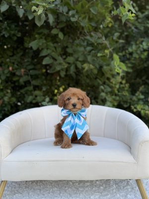 Blue Bow Girl- Micro Mini F1B