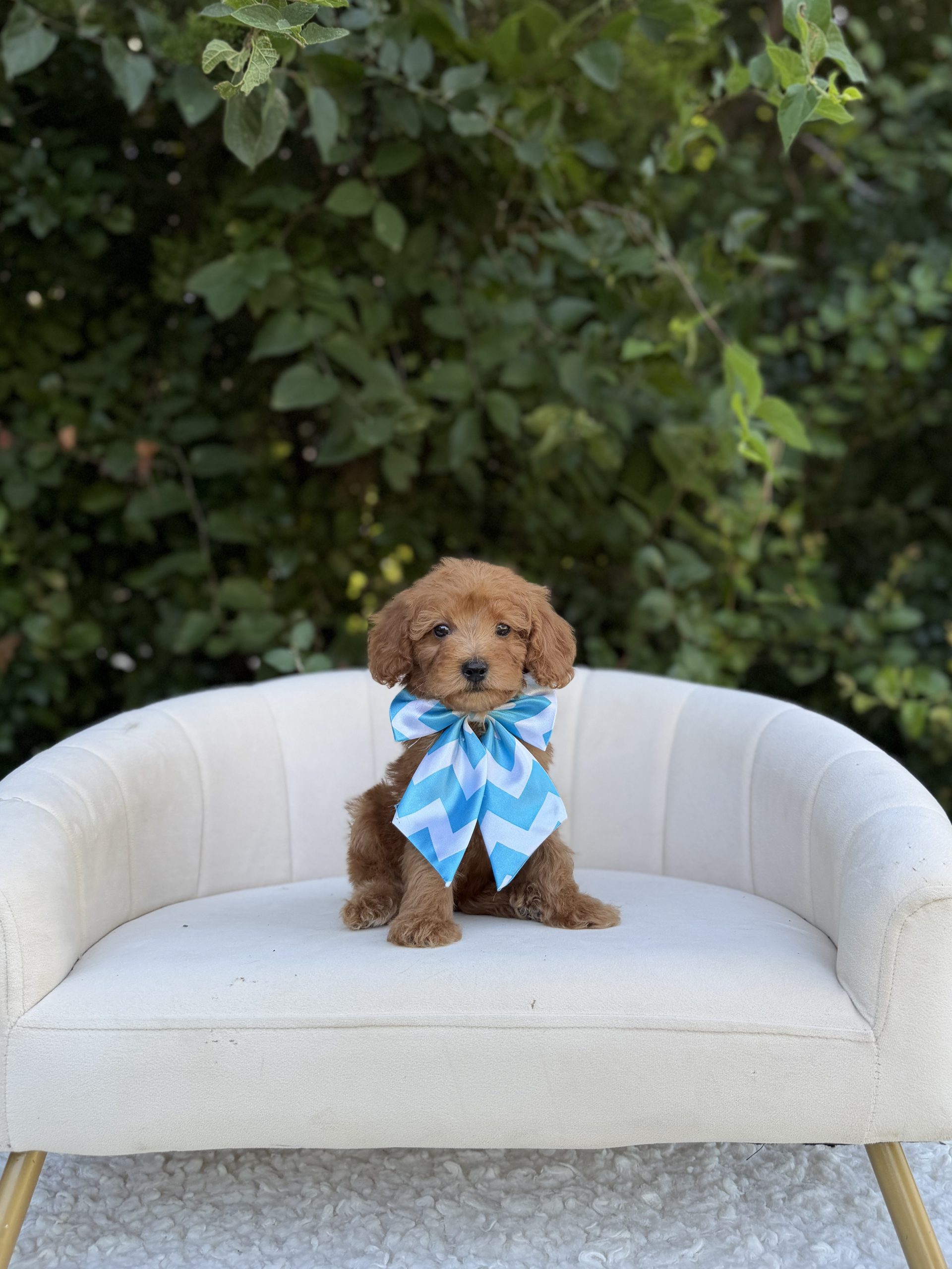 Blue Bow Girl- Micro Mini F1B