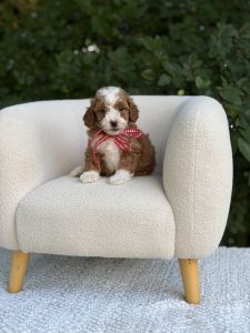 Red Ribbon Tuxedo Boy- Micro Mini F1B