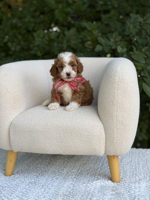 Red Ribbon Tuxedo Boy- Micro Mini F1B