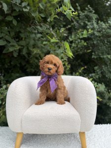 Purple Bow Girl- Micro Mini F1B