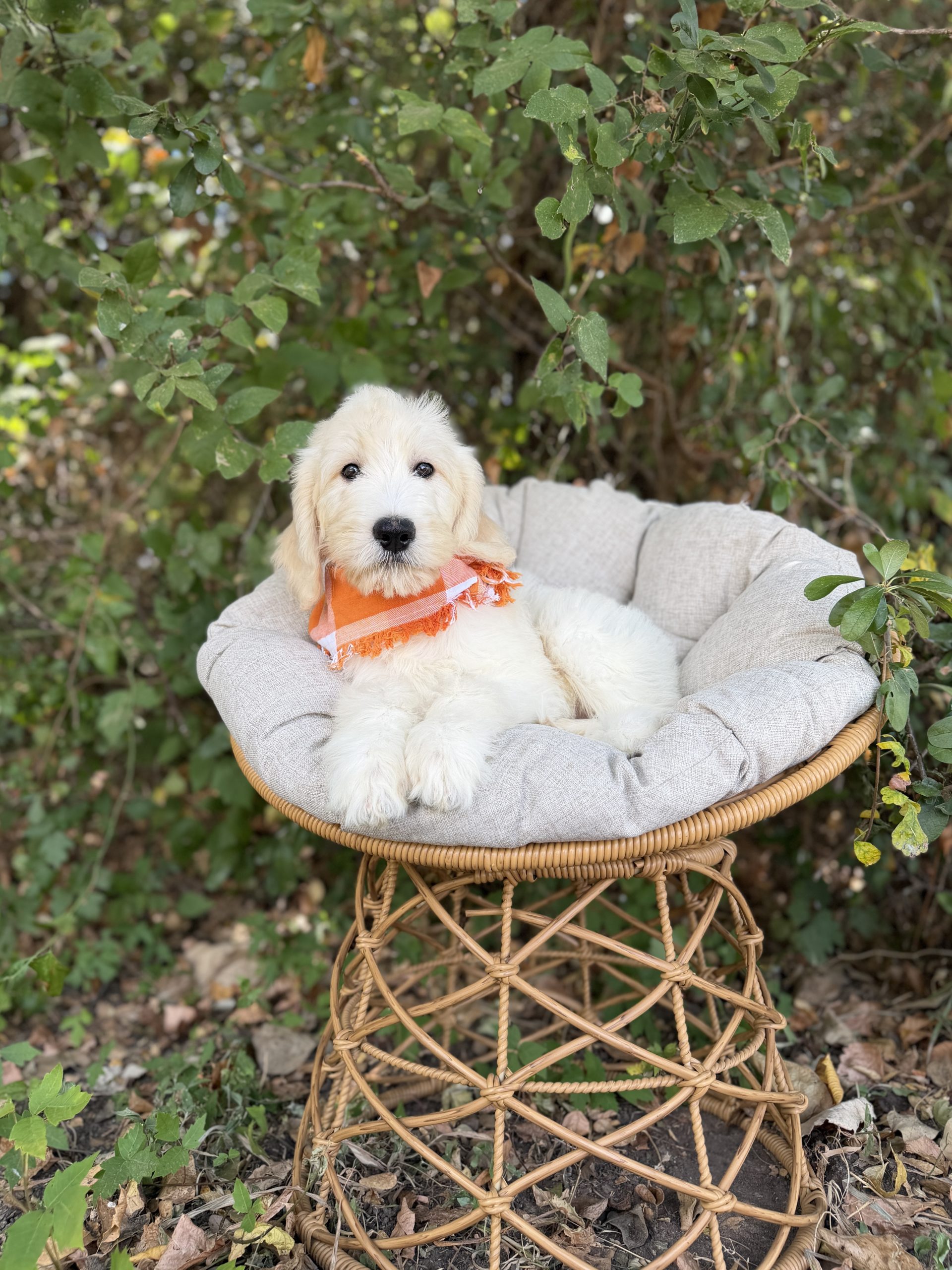 Orange Plaid- English Cream Standard F1