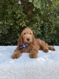 Navy Plaid Boy- Medium F1