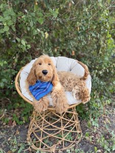 Royal Blue Bandana Boy- Mini F1b English Cream