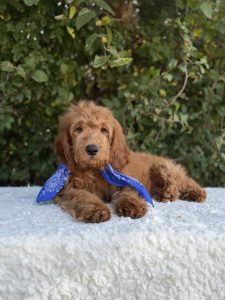 Blue Scarf Boy- Medium F1
