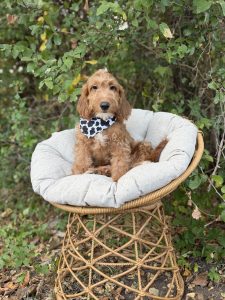 Black & White Bandana Boy- Mini F1b English Cream