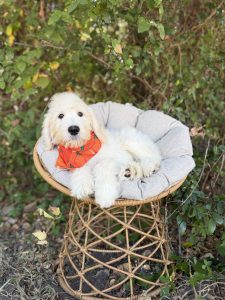 Pumpkin Bandana- English Cream Standard F1