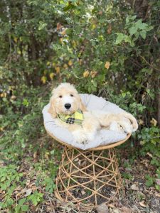 Yellow Bandana- English Cream Standard F1
