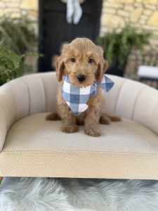 Blue Checkered Boy- English Cream Mini F1