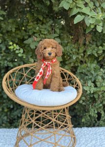 Red Scarf Boy- Mini F1b