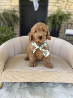 Green Scarf Boy- English Cream Mini F1