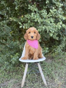 Pink Girl - Medium F1