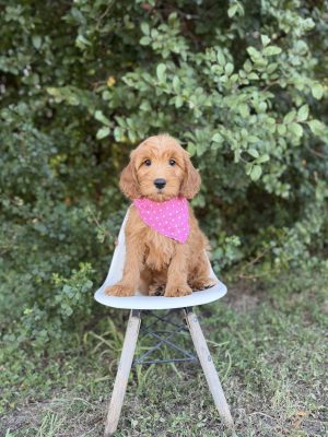 Pink Girl - Medium F1