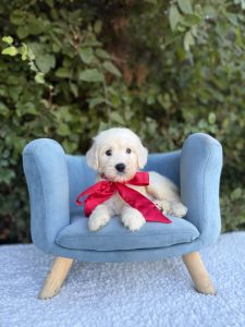 Red Bow Boy- English Cream Standard F1