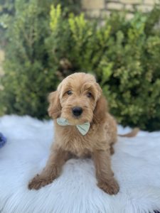 Blue Bowtie Boy- English Cream Mini F1