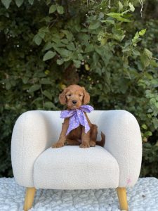 Purple Bow Girl- Standard F1